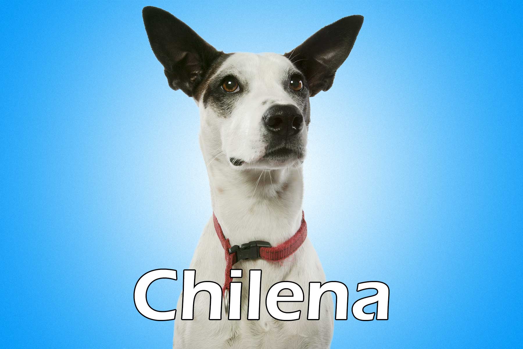 Chilena
