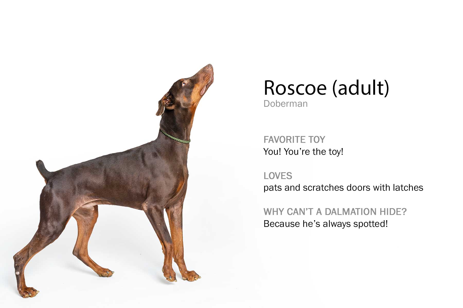 20210324_111629_EJ031352_049044b1_Roscoe