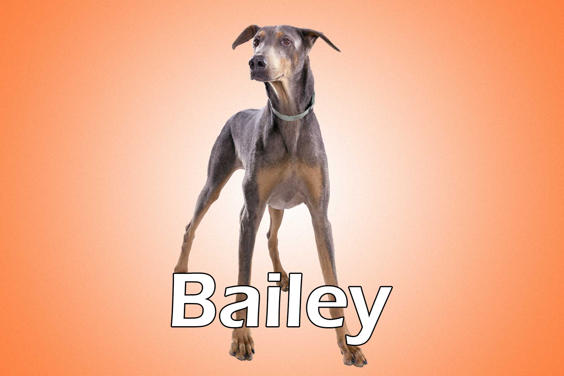Bailey_20150207_115026_EJ031352_39757dmr2_Bailey