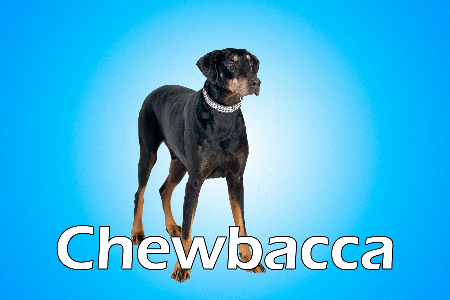 Chewbacca_20170405_112511_EJ031352_044968b2_Chewbacca