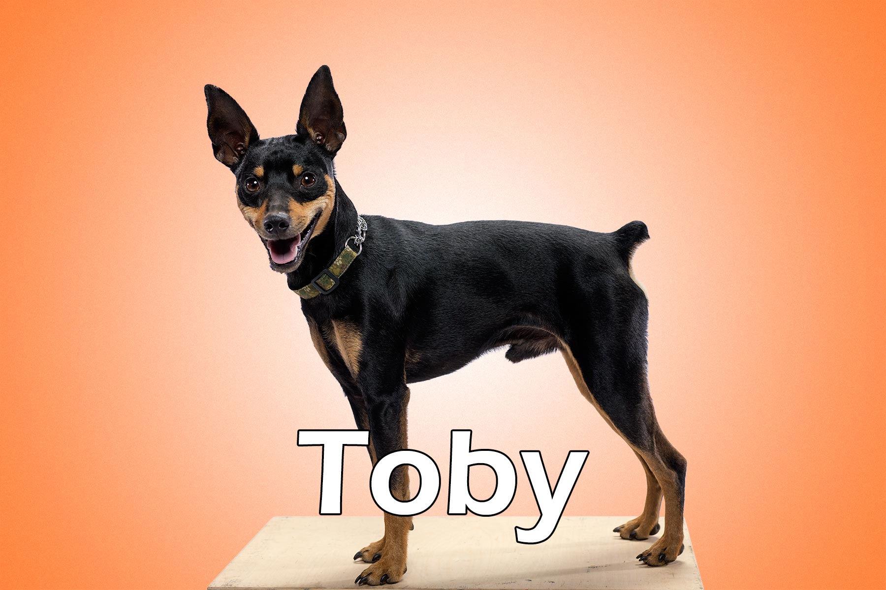 Toby_20150806_105707_EJ031352_41090b2_Toby